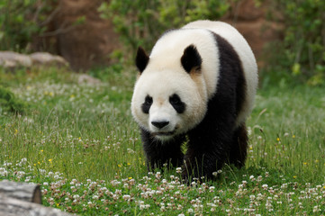 Obraz premium panda-2