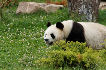 Fototapeta premium panda