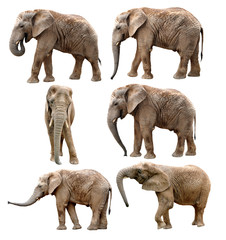 Éléphants d& 39 Afrique isolés sur blanc