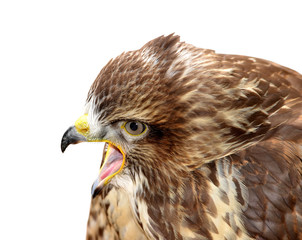 Common Buzzard Buteo buteo