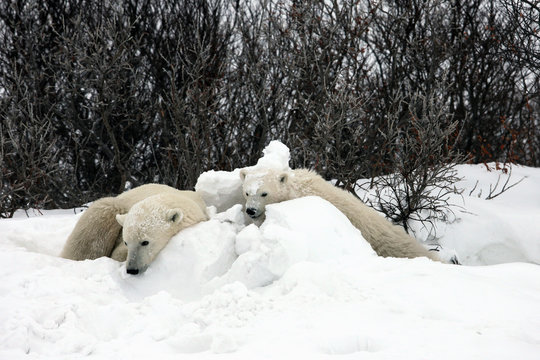 Ours polaires (maman et son petit)