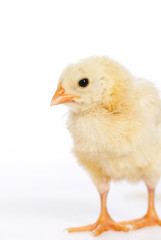 Vertical image little chicken