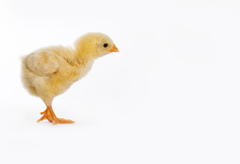 Beautiful little chicken