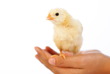Little chicken on hand