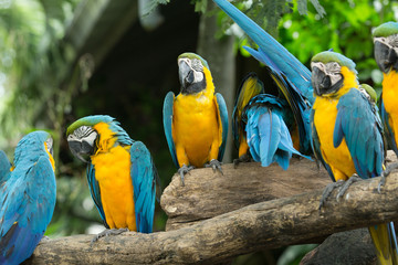 parrot bird