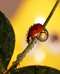 В капельках