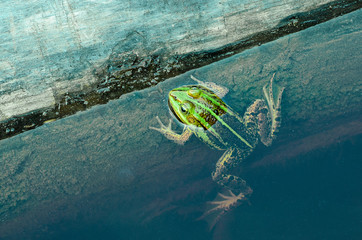 close up to frog in water