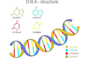 DNA - Struktur