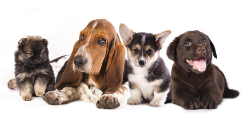 Basset Hound and corgi, labrador, dog,  pomeranian puppies