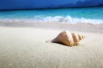 Crédence de cuisine en verre imprimé Plage et mer coquillage sur la plage (shallow DOF)