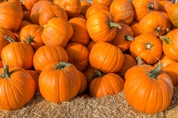 Orange pumpkins on display at the market
