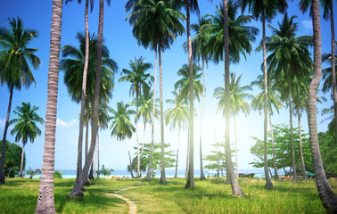 palms on beach of Phi Phi island, Thailand
