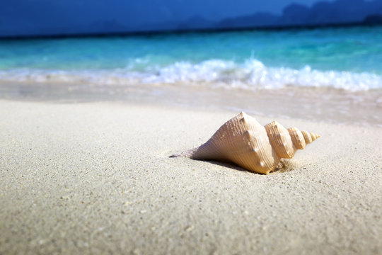 Fototapeta seashell on the beach (shallow DOF)