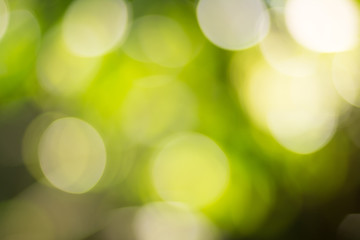 Natural green blurred background