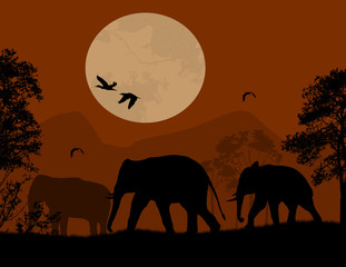 Fototapeta na wymiar Wild elephants over red sunset