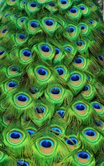 Peacock Tailfeathers