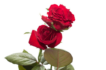Fototapeta premium Rose isolated on white background