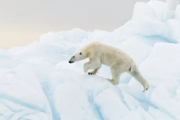 Abwaschbare Fototapete Eisbär © joangil