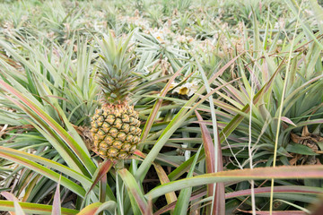 Obraz premium Pineapple farm