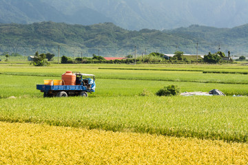 Fototapeta premium Golden rural scenery