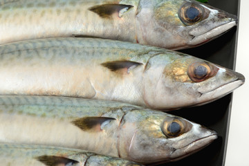 Pesce sgombro fresco pescato
