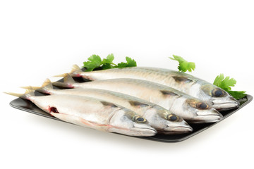 Pesce sgombro fresco pescato
