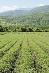 Fototapeta na wymiar Rural scenery of tea farm