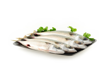 Pesce sgombro fresco pescato