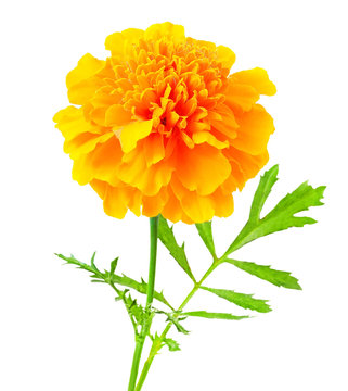 Fototapeta Tagetes flower