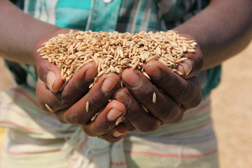 Farmer holding grain