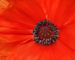 Macro shot of single red poppy.
