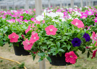 flowers pot nursery .