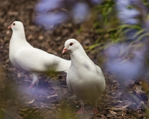 white doves in garden