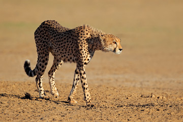 Alert Cheetah, Kalahari desert