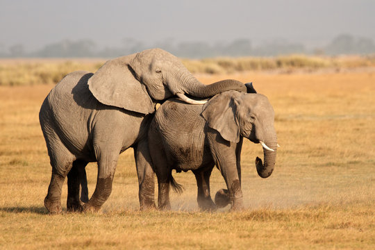 Mating African elephants, Amboseli National Park