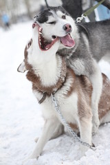 Сибирские Хаски