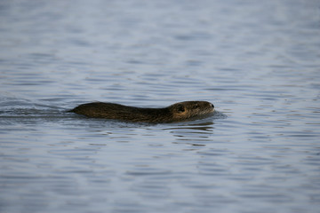 Fototapeta premium Coypu, Myocastor coypus