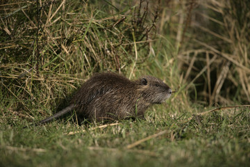 Coypu, Myocastor coypus