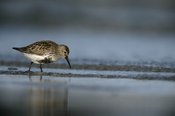 Dunlin, Calidris alpina