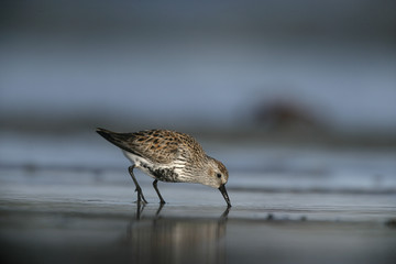 Dunlin, Calidris alpina