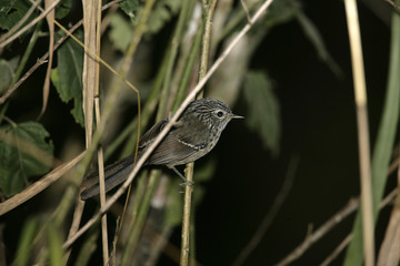 Dusky-tailed antbird, Drymophila malura,