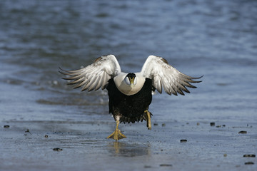 Eider duck, Somateria mollissima