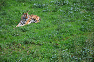 Fototapeta na wymiar tiger resting in the green grass