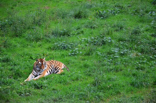 tiger in the grass