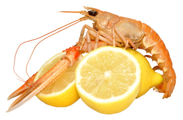 Langoustine Shellfish