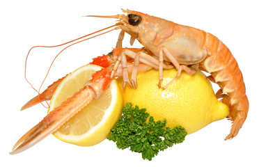 Langoustine Shellfish