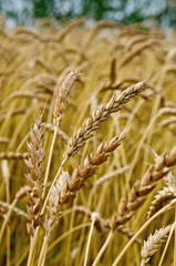 Spikelets of wheat against the background of a wheat field