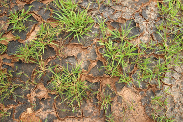 grass on the ground broken