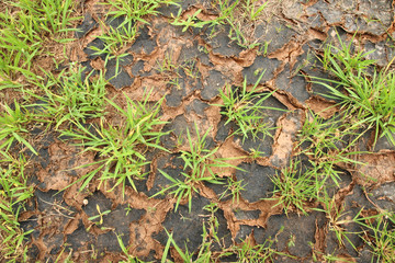 grass on the ground broken
