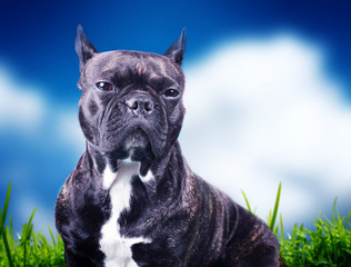 French bulldog on the blue background